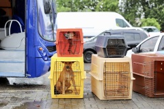Prefeitura-de-Criciuma-realiza-mutirao-de-castracao-e-beneficia-mais-de-200-animais-2