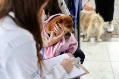 Prefeitura-de-Criciuma-realiza-mutirao-de-castracao-e-beneficia-mais-de-200-animais